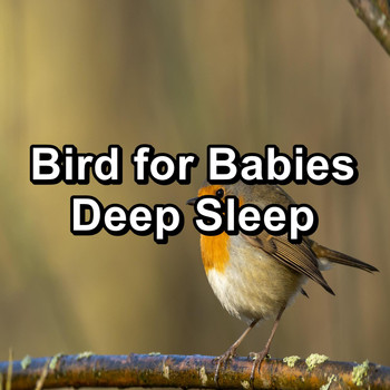 Bird Songs - Bird for Babies Deep Sleep