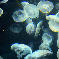 Ficus - Jellyfish