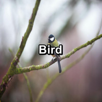 Calming Bird Sounds - Bird