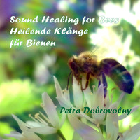 Petra Dobrovolny - Sound Healing for Bees - Heilende Klänge für Bienen