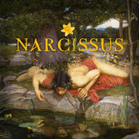 TFM - Narcissus