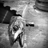 Trenchcoat - Fishbone Melodies