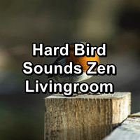 Calming Bird Sounds - Hard Bird Sounds Zen Livingroom