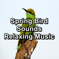Singing Birds - Spring Bird Sounds Relaxing Music