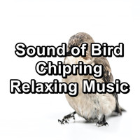 Animal and Bird Songs - Sound of Bird Chipring Relaxing Music