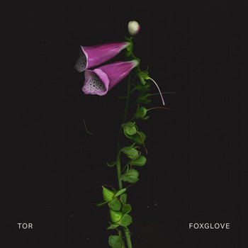 Tor - Foxglove