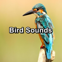Singing Birds - Bird Sounds