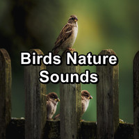 Nature - Birds Nature Sounds
