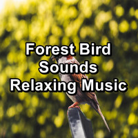 Calming Bird Sounds - Forest Bird Sounds Relaxing Music