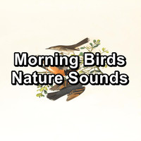 Birds - Morning Birds Nature Sounds