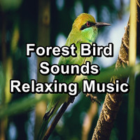 Singing Birds - Forest Bird Sounds Relaxing Music