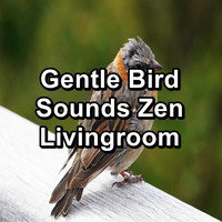 Animal and Bird Songs - Gentle Bird Sounds Zen Livingroom