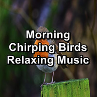 Birds - Morning Chirping Birds Relaxing Music