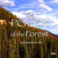 CSO - The Power of the Forest