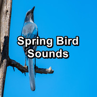 Animal and Bird Songs - Spring Bird Sounds