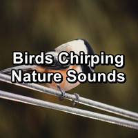 Singing Birds - Birds Chirping Nature Sounds