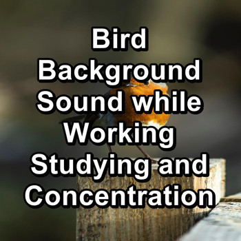 Nature Bird Sounds - Bird Background Sound while Working Studying and Concentration