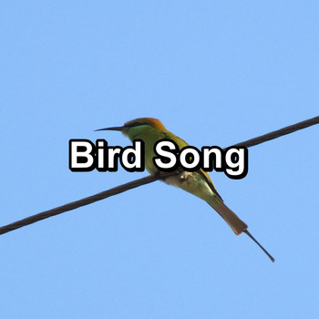 Loopable Birds - Bird Song