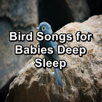 Singing Birds - Bird Songs for Babies Deep Sleep