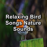 Spa & Spa - Relaxing Bird Songs Nature Sounds