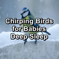 Calming Bird Sounds - Chirping Birds for Babies Deep Sleep
