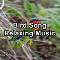 Spa & Spa - Bird Song Relaxing Music