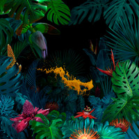 Nil - Jungle