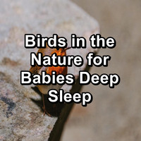 Nature Bird Sounds - Birds in the Nature for Babies Deep Sleep