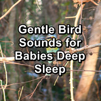 Bird Songs - Gentle Bird Sounds for Babies Deep Sleep