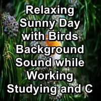 Nature Bird Sounds - Relaxing Sunny Day with Birds Background Sound while Working Studying and Concentration