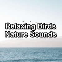 Bird - Relaxing Birds  Nature Sounds
