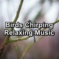 Rain Shower Spa - Birds Chirping  Relaxing Music
