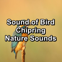 Spa Relax Music - Sound of Bird Chipring Nature Sounds