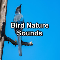 Yoga Club - Bird Nature Sounds