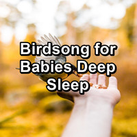 Bird - Birdsong for Babies Deep Sleep