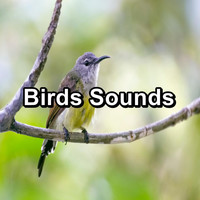 Spa & Spa - Birds Sounds