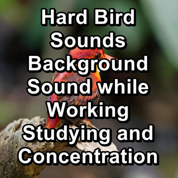 Sleep - Hard Bird Sounds Background Sound while Working Studying and Concentration