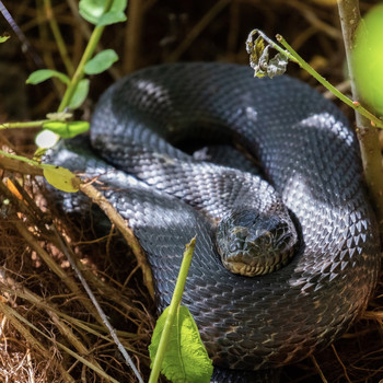 James Lee - Slither