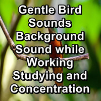 Bird - Gentle Bird Sounds Background Sound while Working Studying and Concentration