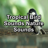 Nature - Tropical Bird Sounds Nature Sounds