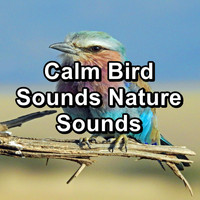Nature - Calm Bird Sounds Nature Sounds