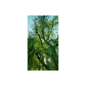 Kain - Weeping Willow