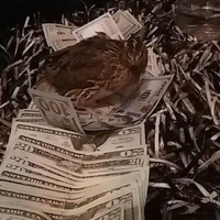 Meso - Kodak Chicken