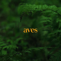 Boreal - Aves