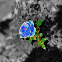 Somo - Blue Rose
