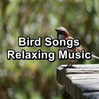 Birds - Bird Songs Relaxing Music