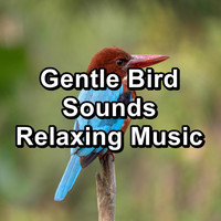 Nature - Gentle Bird Sounds Relaxing Music