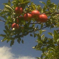 Hawks - Orchard