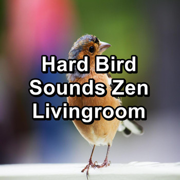 Sleep Music - Hard Bird Sounds Zen Livingroom