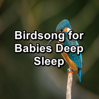 Animal and Bird Songs - Birdsong for Babies Deep Sleep